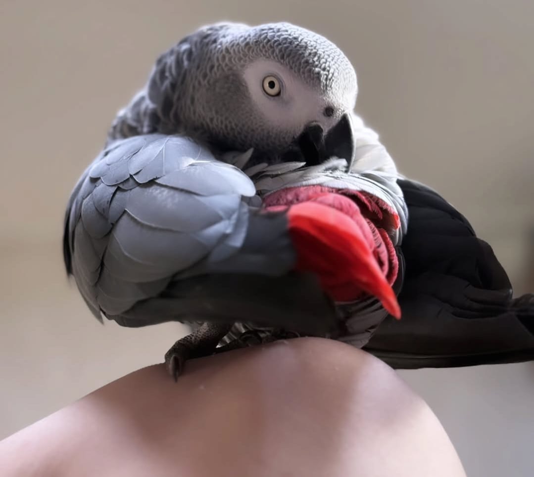 Adjoa, African Grey parrot