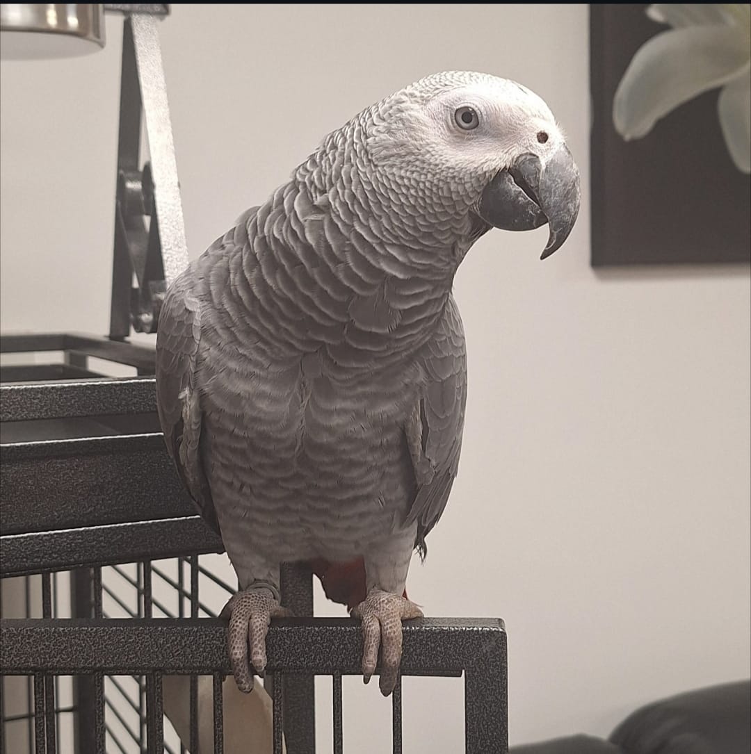 Yaw, a 14 months African Grey parrot