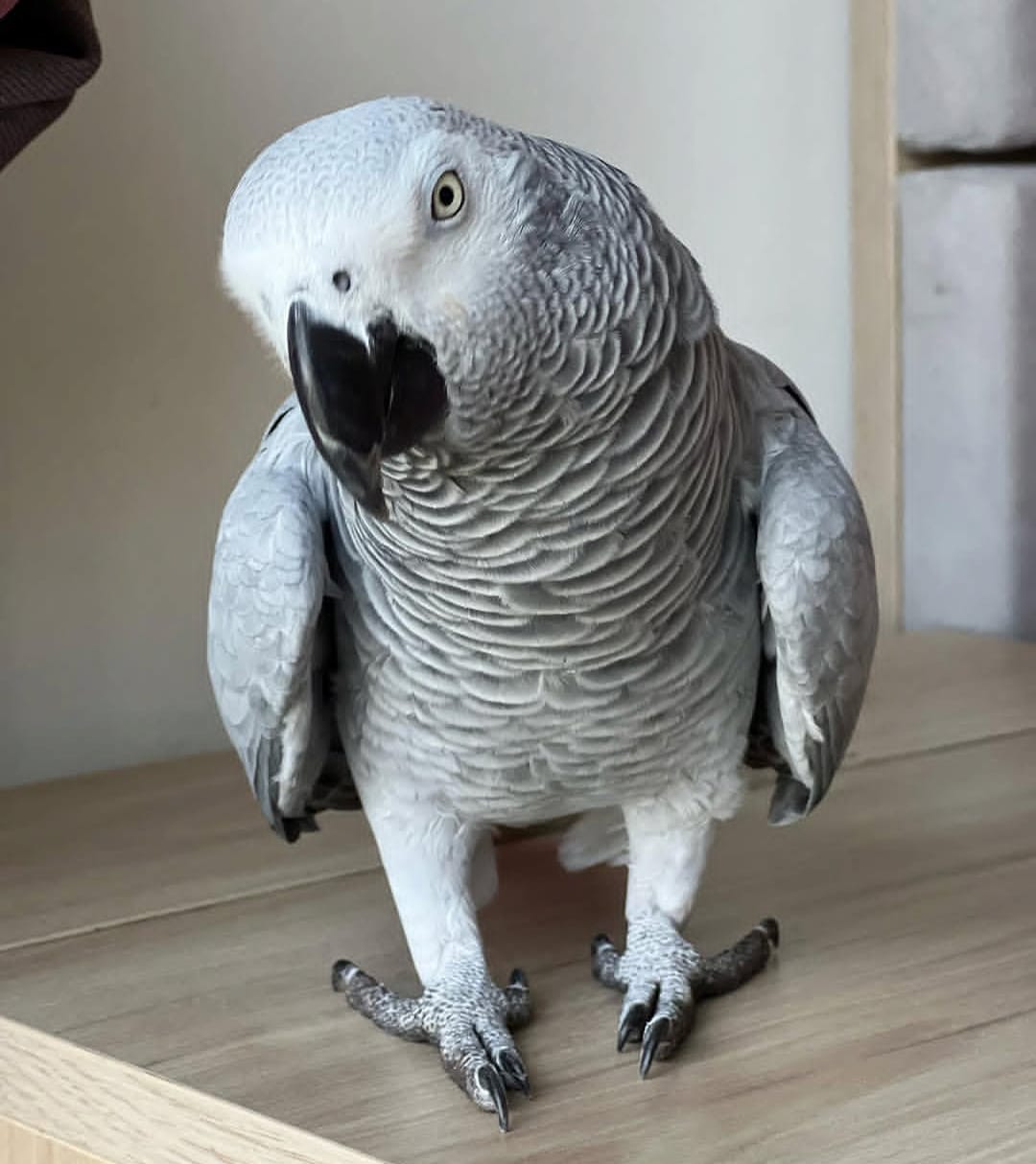 Esi, a 2.5 years African Grey parrot