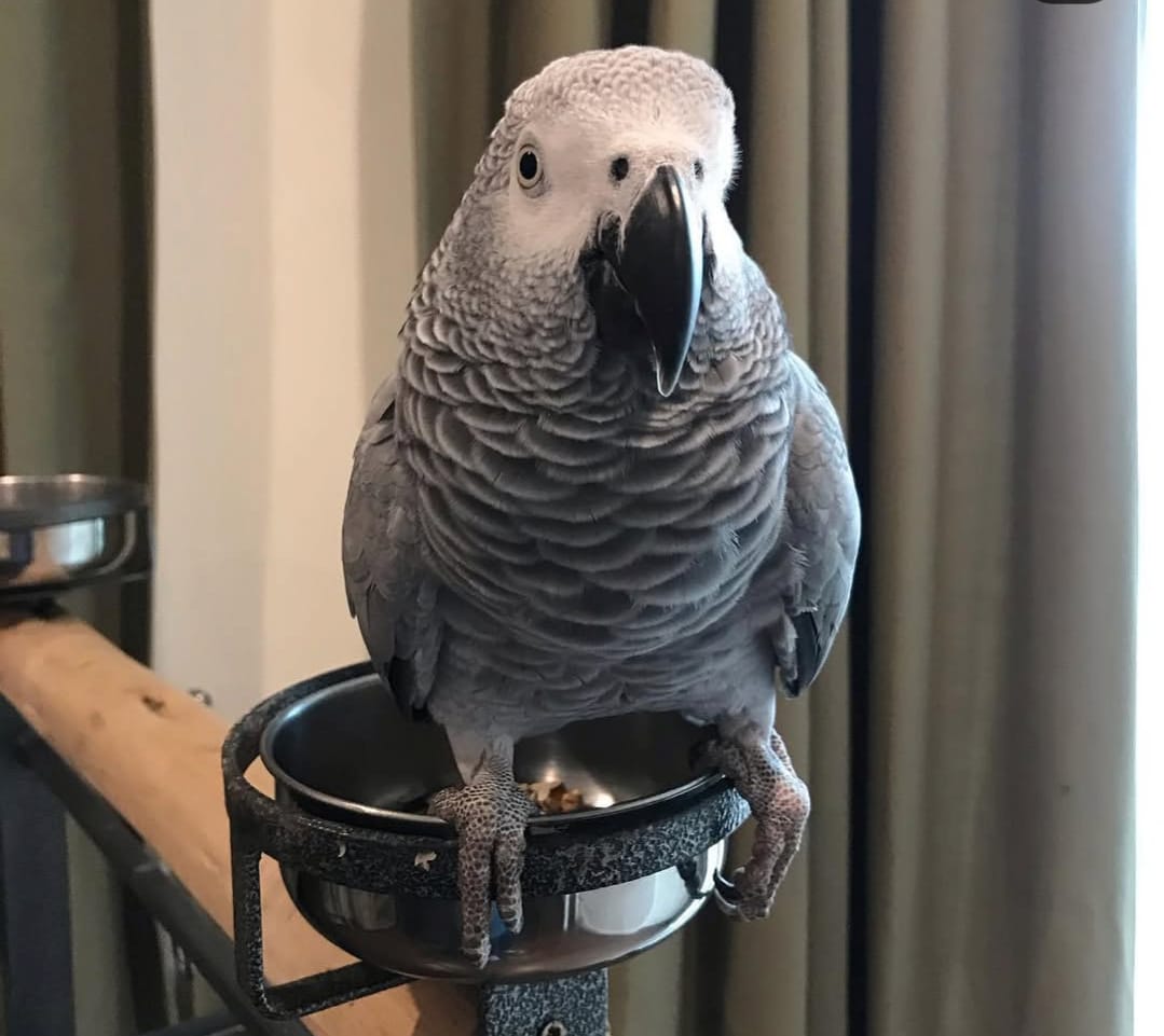 Kojo, a 3 years African Grey parrot