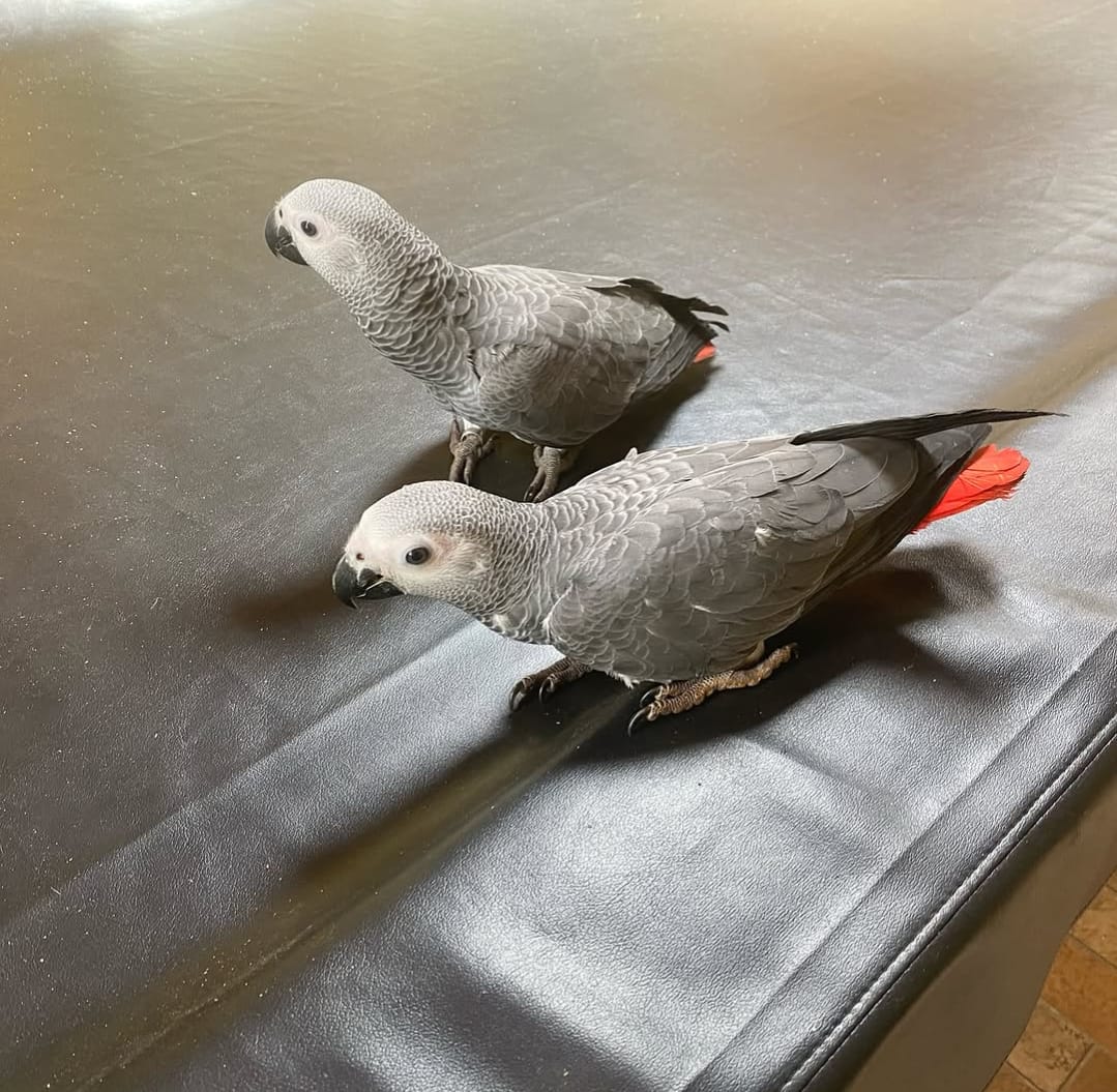 Kwame & Ama, a 3 years African Grey parrot