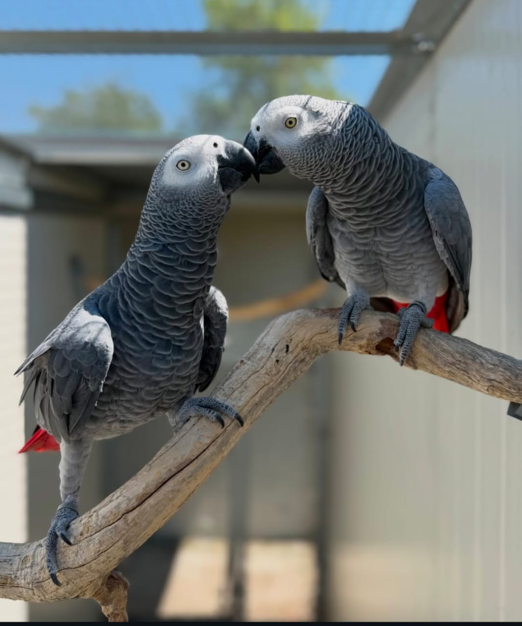 Sika, a 3.5 years African Grey parrot
