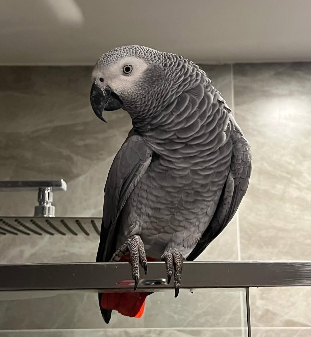 Nia, a 2 years African Grey parrot