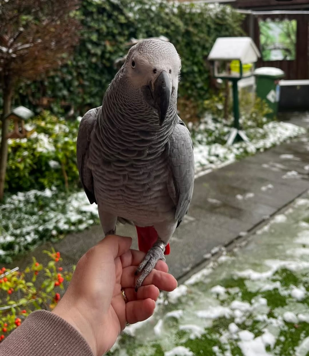 Hand-tamed African Grey parrot perched on a keeper's hand